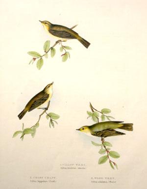 Willow Wren - Sylvia trochilus; Chiff Chaff - Sylvia hippolais; Wood Wren - Sylvia sbililatrix