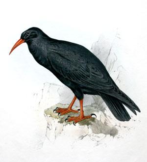 Chough - Fregilis graculus