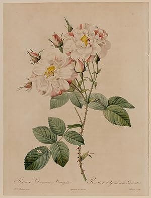 Rosa Damascena Variegata