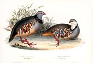 Barbary Partridge, Perdix petrosa; Greek Partridge, Perdix saxitilis