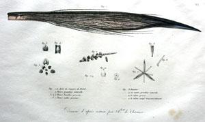 Dessine d'apres nature par Abert de Chamisso