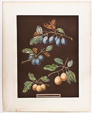 Plate 22 - Common Damson, White Damson