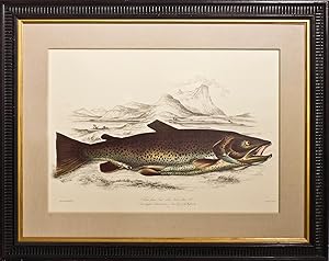 Salmo Ferox: Great Lake Trout