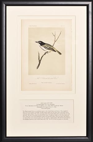 The Black-headed Vireo