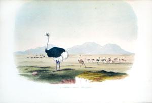 X. Struthio Camelus - The Ostrich