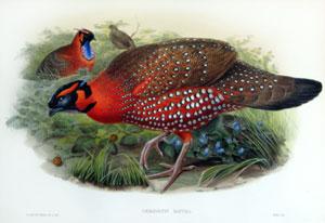 Ceriornis Satyra (Nepaulese Horned Pheasant)