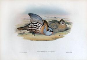 Ammoperdix Bonhami (Bonham's Sand Partridge)