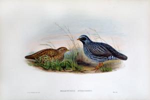 Malacoturnix Superciliosus (Slate Colored Partridge)