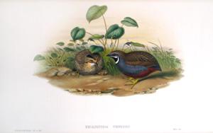 Excalfatoria Chinensis (Chinese Quail)