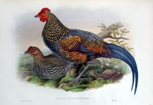 Gallus Sonnerati, Temm (Sonnerat's Jungle Fowl)