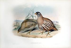 Ammoperdix Heyi (Hey's Sand Partridge)