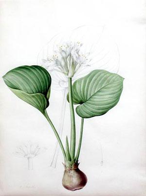 Plate 384 - ?Pancratium amboinense?