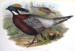 Pucrasia Castanea, Gould (Katiristan Pucras Pheasant)