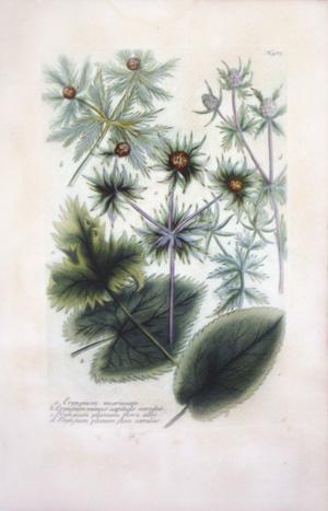 N. 485, Eryngium marinum