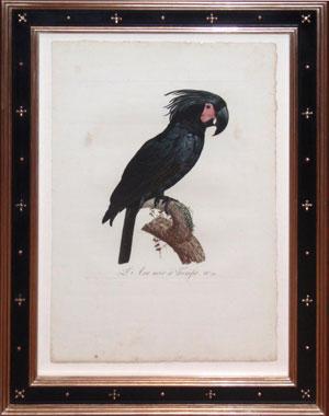 Pl. 12 L?Ara noir a Tromphe From Histoire Naturelle des Perroquets