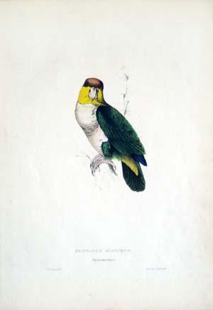 Psittacus Badiceps, Bay-Headed Parrot
