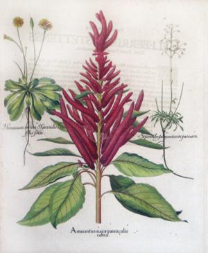 Amarantus maior panniculis rubris, Pl. 338