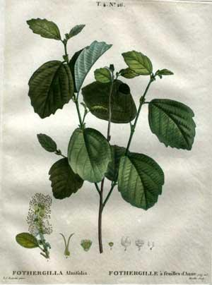 Fothergilla alnifolia