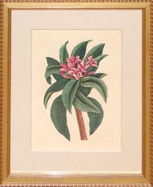 Vol. 2, plate 92 - Red Frangipani