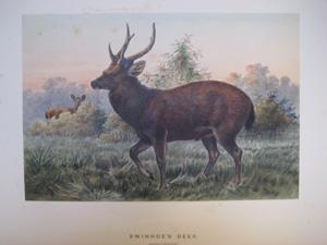 Swinhoe's Deer