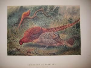 Soemmerring's Pheasant
