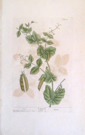 Plate 83, Peas