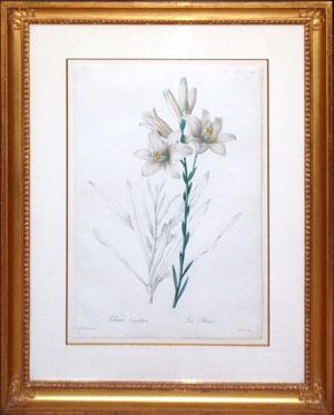 Plate 199 - Lilium Candidum (Madonna Lily)