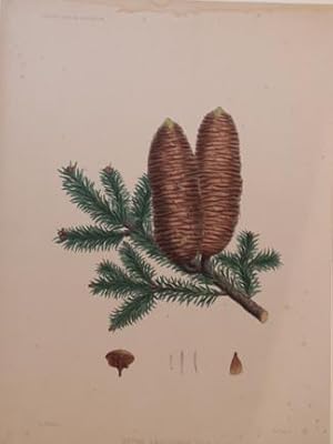 Picea Apollinis, Link