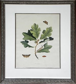 Tab 77 - P. acathina (Moth with oak tree)