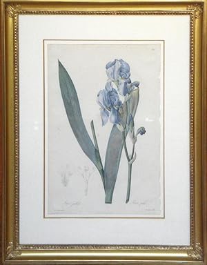 Plate 366 - Iris Palliada