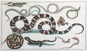 Tab 12 - Snakes, According to Seba from America, Fire Salamander, lizard and grebe