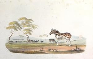 V. Equus Burchellii - Burchell's Zebra