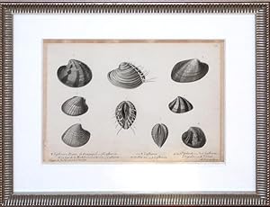 Cytherea Dione (shells)