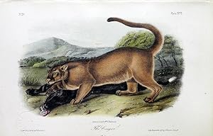 The Cougar, Plate XCVI (96)