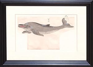 Dolphin; Japanese watercolor