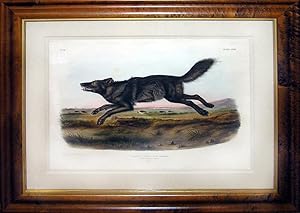 Plate 67 - Black American Wolf