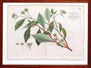 Plate 24 - Cattu-Schiragam (Indian botanical)