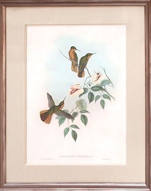 Campylopterus Hyperythrus (Rufous-breasted Sabre-wing)