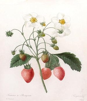 Fraisier a Bouquets (strawberries)