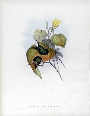 Schistes Albogularis, Gould, Plate 220 (White-throated Wedge-bill)