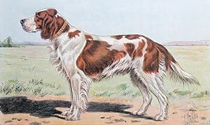 Plate 15 - Scottish Setter