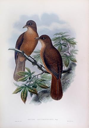 Rectes Leucorhynchus, Gray (White-billed Wood-Shrike)