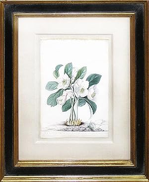 Helleborus