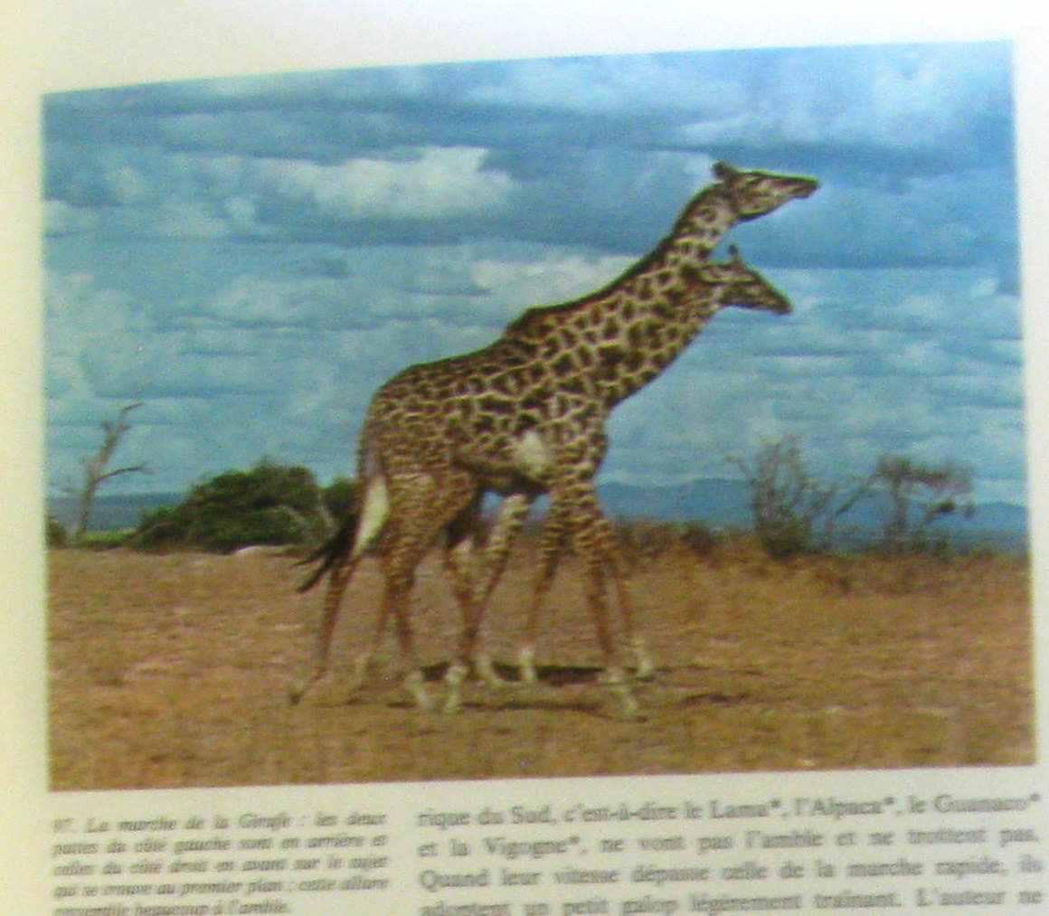 Les mammiferes la grande encyclopedie de la nature