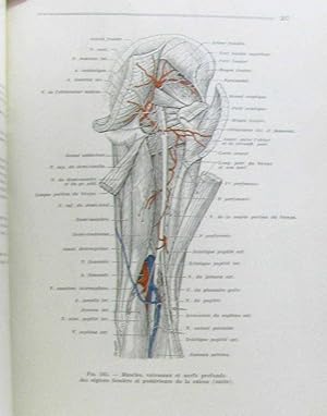 rouviere anatomie