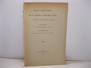 Sopra i resti fossili di un grande avvoltoio (Gyps), racchiuso nei peperini Laziali. Comunicazion...