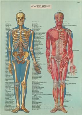 Cavallini Decorative Paper - L'Anatomie 20"x28" Sheet