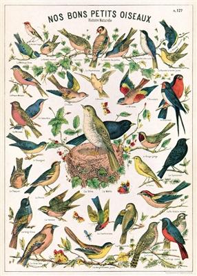 Cavallini Decorative Paper- Bird Chart 20x28 Inch Sheet