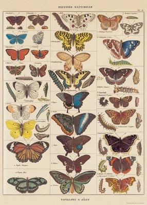 Decorative Wrap 20X28 Nat History Butterflies