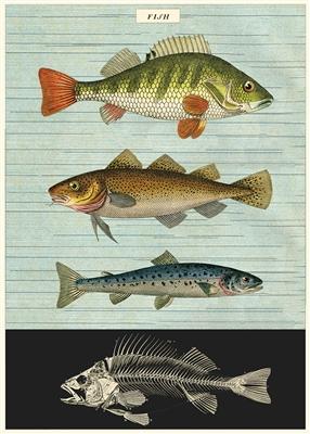 Cavallini & Co. Fish Decorative Paper Sheet